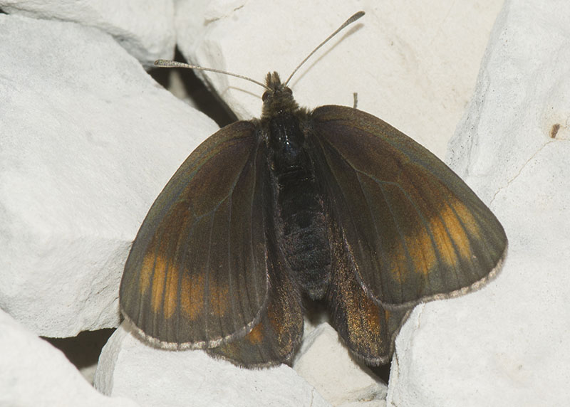 Erebia pluto f belzebub ♂♀